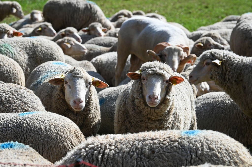 Vor allem die Zahl der Mutterschafe hat sich in Sachsen-Anhalt verringert. (Symbolbild)