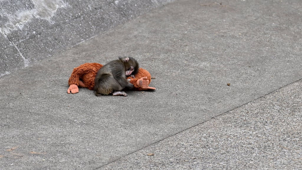 Punch findet in einem Plüschaffen einen Mutter Ersatz.