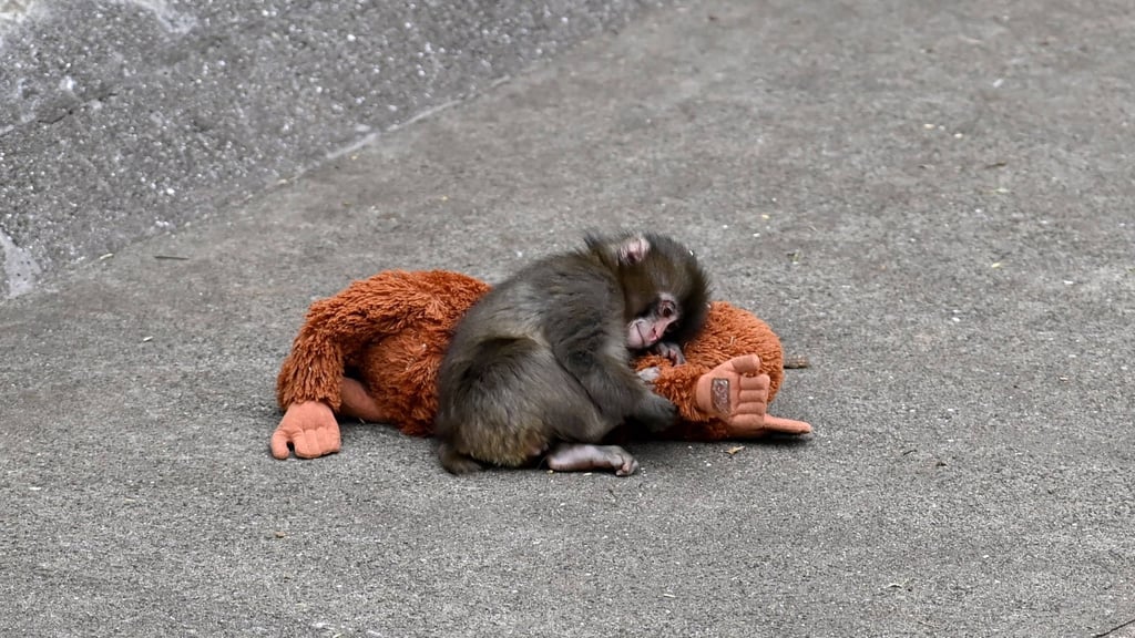 Punch findet in einem Plüschaffen einen Mutter Ersatz.