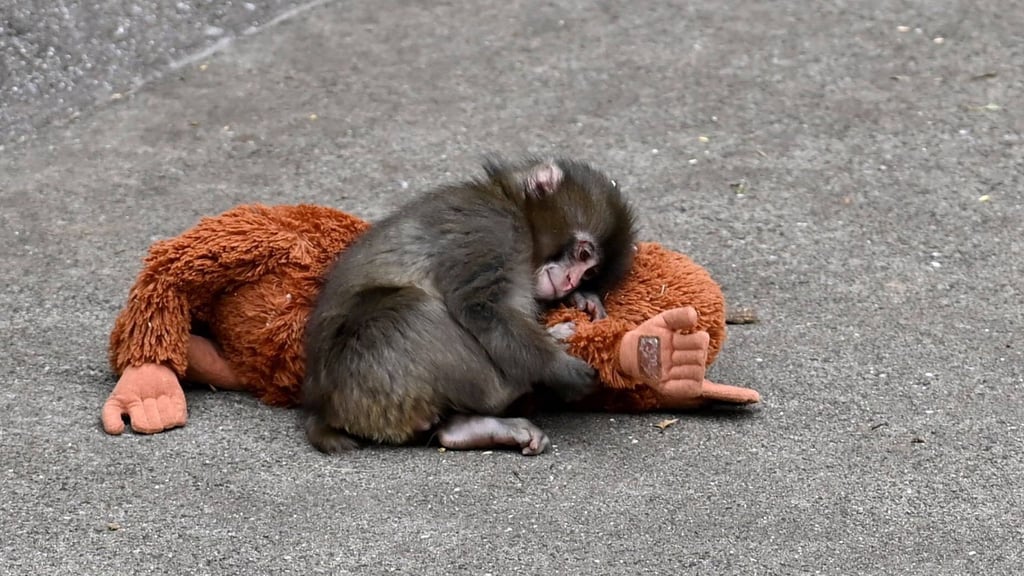 Nicht nur das Affenbaby Punch, sondern auch sein geliebtes IKEA-Djungelskog-Orangutan-Stofftier wurde zur Berühmtheit im Internet.