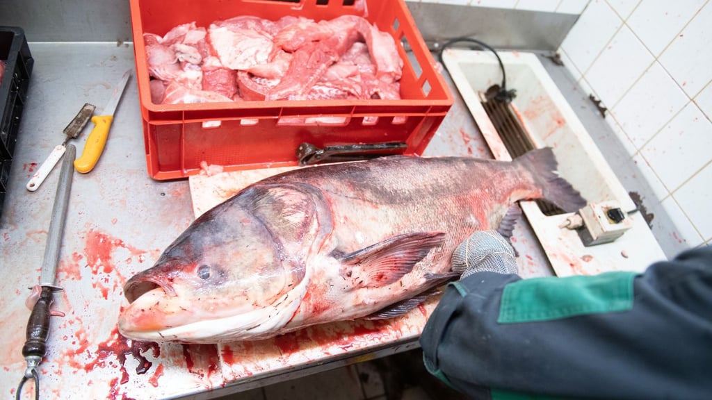 In Thüringen wird für den Verzehr von Marmorkarpfen geworben. (Archivbild)