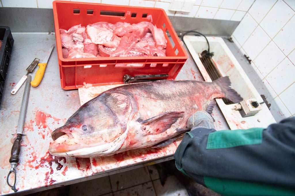 In Thüringen wird für den Verzehr von Marmorkarpfen geworben. (Archivbild)