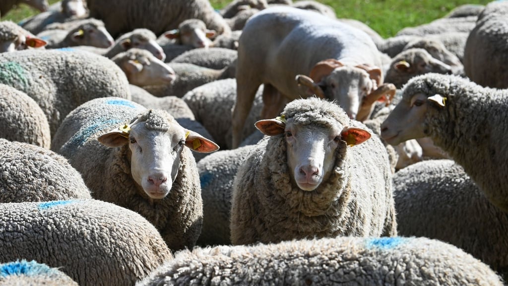Vor allem die Zahl der Mutterschafe hat sich in Sachsen-Anhalt verringert. (Symbolbild)