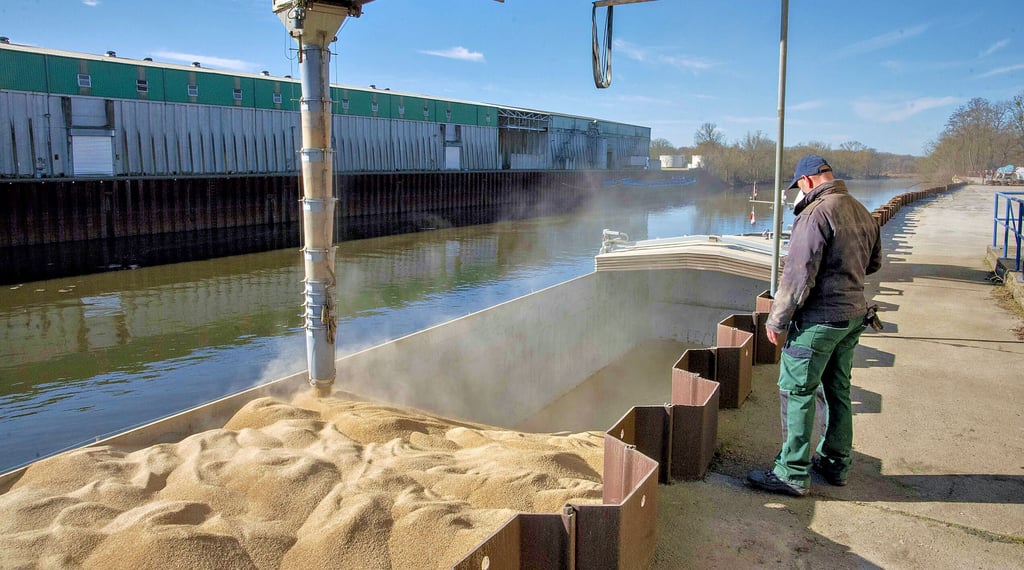 Das Getreide wird über Förderbänder zu einem Schlauch befördert, der es in den Bauch des Schiffes rieseln lässt.