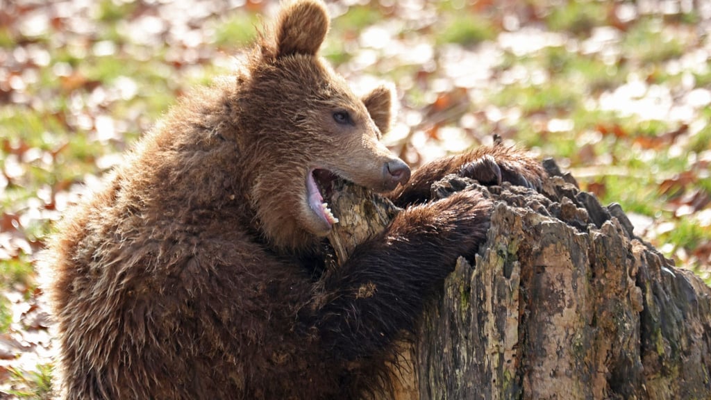 Ein Bär knabbert im Tierpark in Thale an einem Baumstamm.