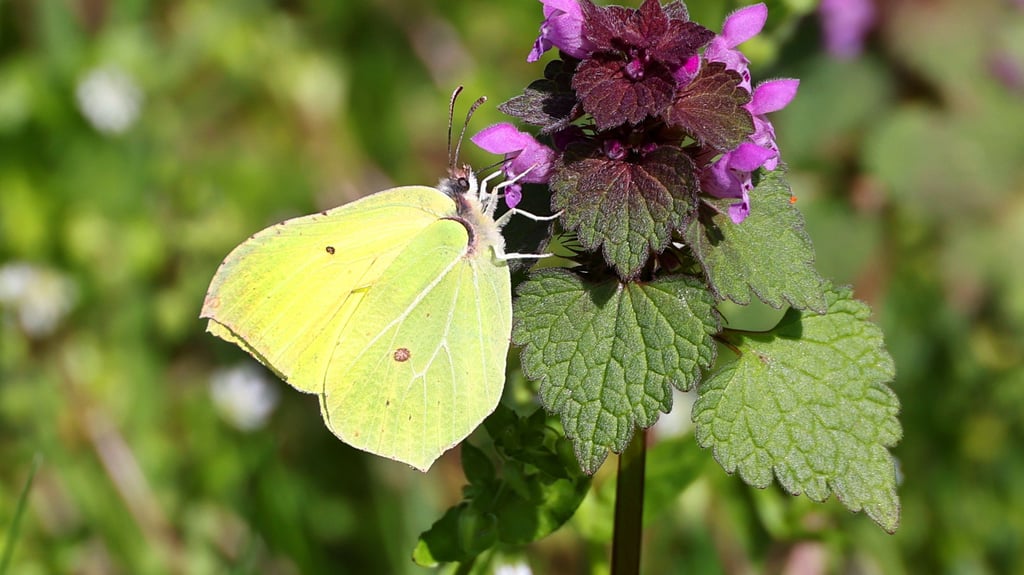 Erwachsen überwintert hat dieser Mitbewohner in Halle. 