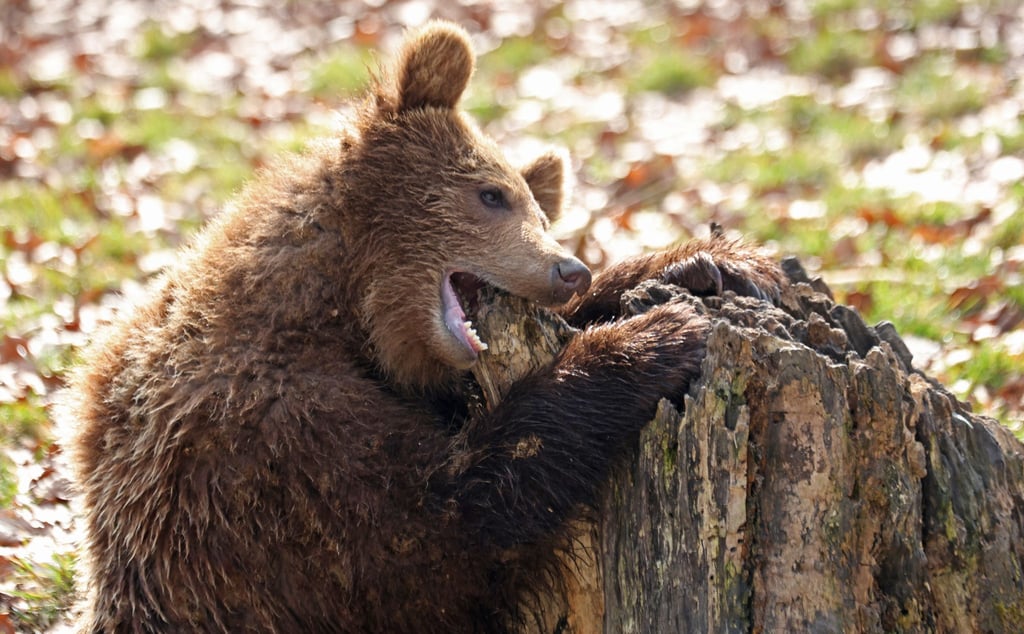 Ein Bär knabbert im Tierpark in Thale an einem Baumstamm.