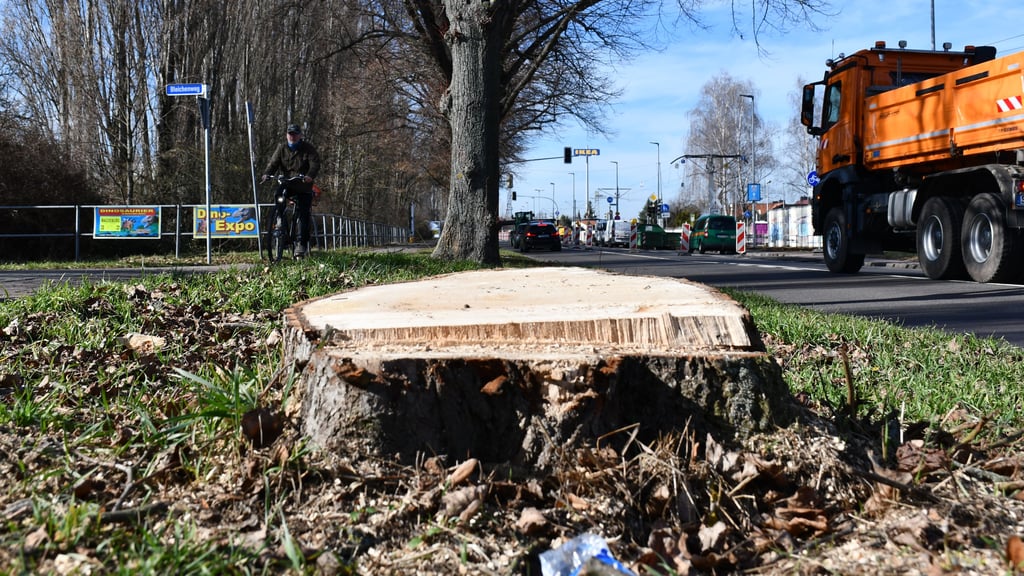 An der Ebendorfer Chaussee in Magdeburg wurden mehrere Bäume gefällt.