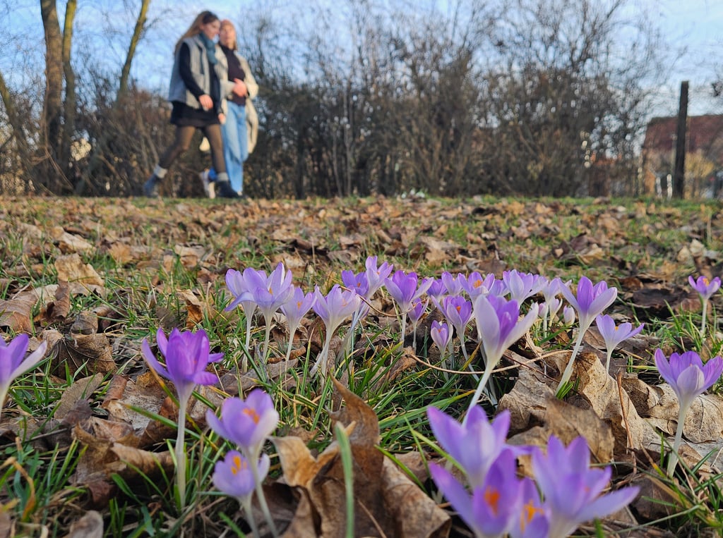 Krokusse blühen derzeit unter anderem entlang der Schrote in Stadtfeld-West.