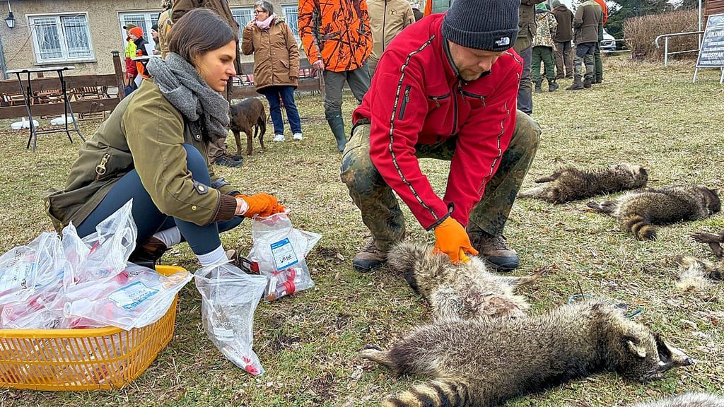 An der Raubwildjagd in den Revieren rund um Zerbst und Burg wurden unter anderem Waschbären erlegt,  denen Proben entnommen wurden.