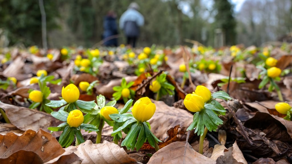 Gelb blühende Winterlinge bedecken den Boden. (Archivbild)