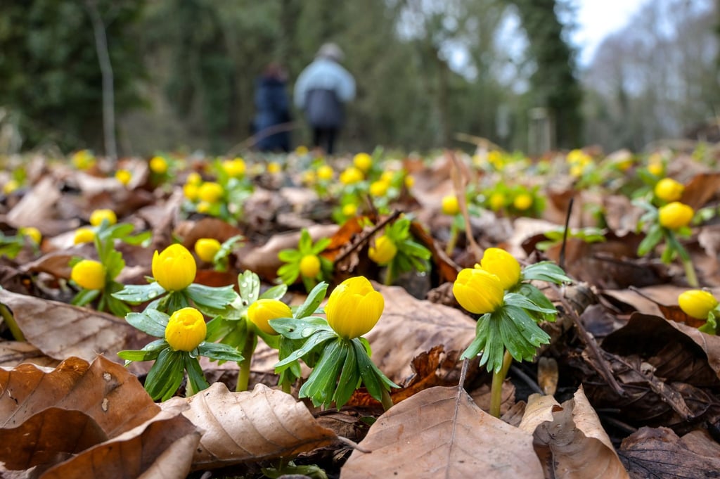Gelb blühende Winterlinge bedecken den Boden. (Archivbild)