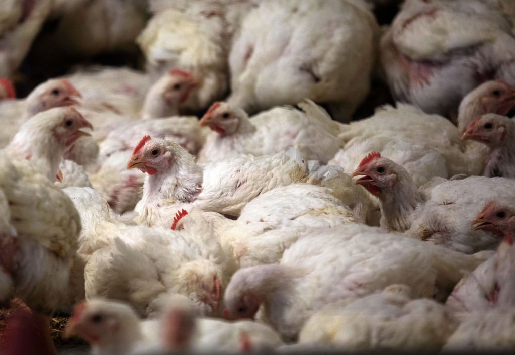 Erstmals seit 30 Jahren ist die Seuche Newcastle-Krankheit hierzulande ausgebrochen.