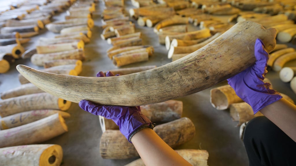 Der illegale Handel mit Elfenbein ist ein Riesengeschäft. (Archivbild)