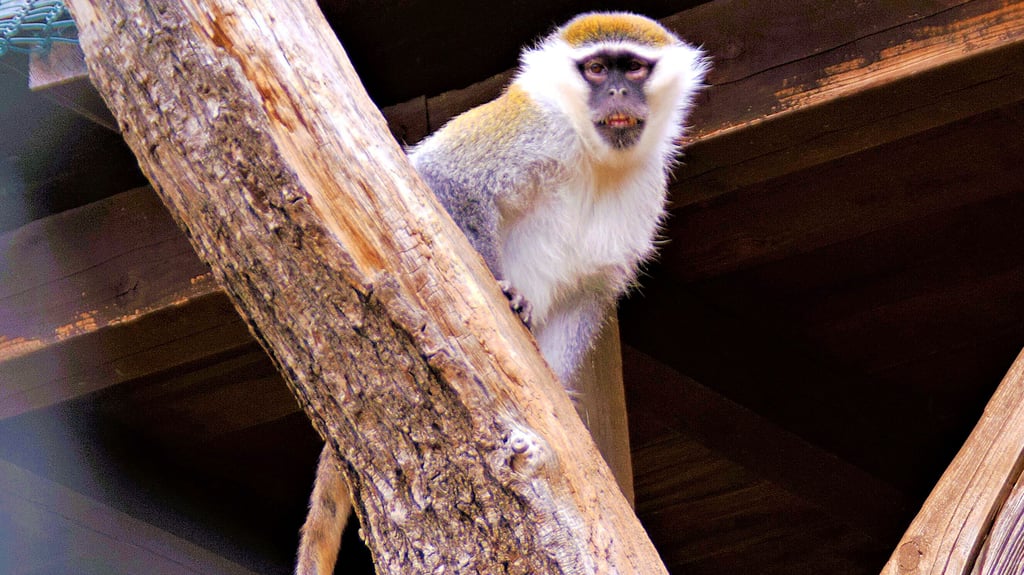 Vier neue Grüne Meerkatzen gibt es im Tiergehege Westerhausen zu sehen. 