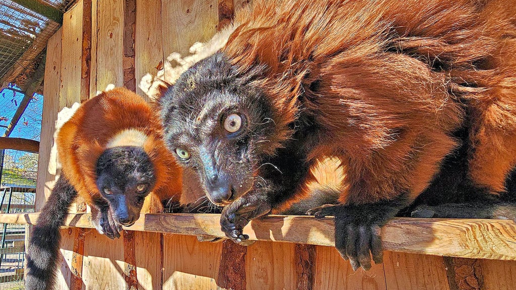 Die beiden Lemuren Omi und Opi sorgen für einen Rekord: Sie sollen das weltweit älteste Paar Roter Varis sein.