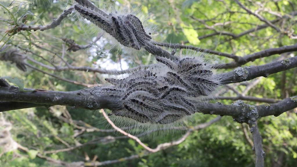 Die Raupen können mit ihren Haaren erheblichen gesundheitlichen Schaden anrichten.