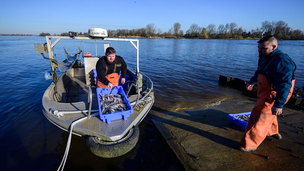 Die beiden Brüder und Fischer Per-Willem (l) und Jonas Grube entladen Kisten mit frischem Stint vom Boot.