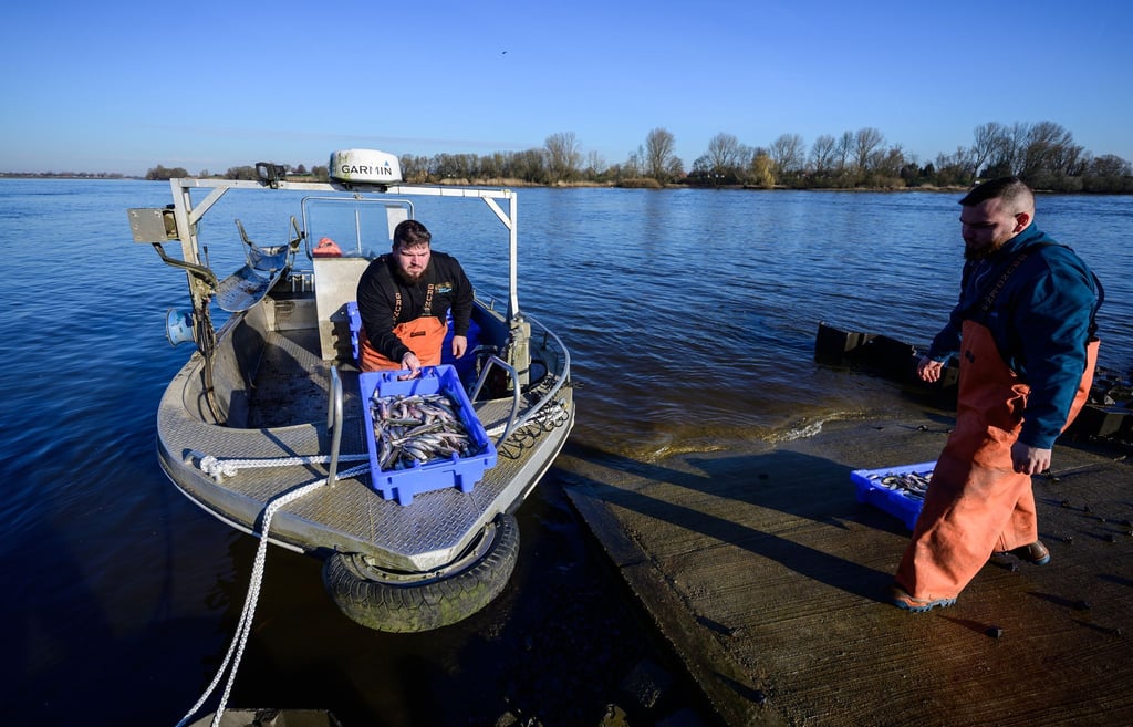 Die beiden Brüder und Fischer Per-Willem (l) und Jonas Grube entladen Kisten mit frischem Stint vom Boot.